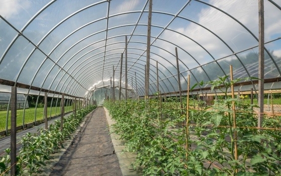 Película de goteo anti aditiva plástica DMG95 de For Agricultural Plastic del agente de FSSC - el empañarse anti -