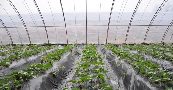 Película de goteo anti aditiva plástica DMG95 de For Agricultural Plastic del agente de FSSC - el empañarse anti -
