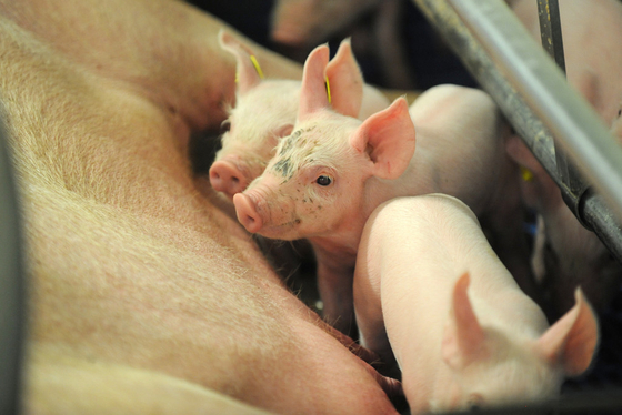 Polvo gliceril de Monolaurate Alpha Monolaurin GML de los añadidos de la alimentación