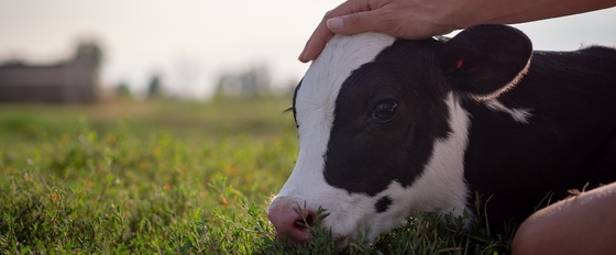 Añadidos de la alimentación: El glicerol Monolaurate GML80 se pulveriza para el animal