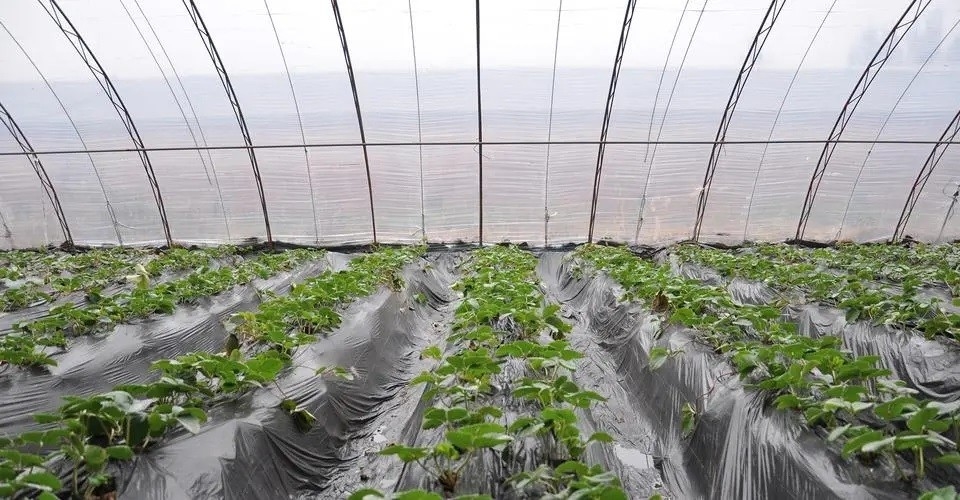 Película de goteo anti aditiva plástica DMG95 de For Agricultural Plastic del agente de FSSC - el empañarse anti -